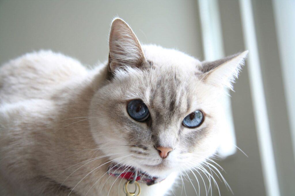 A closeup of a white cat