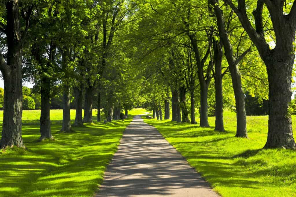 A cycling path in a park